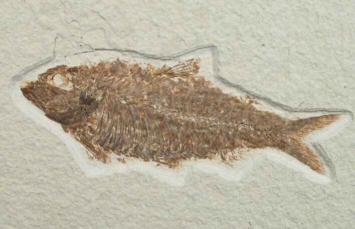 Large Knightia Fossil Fish - Wyoming #6564